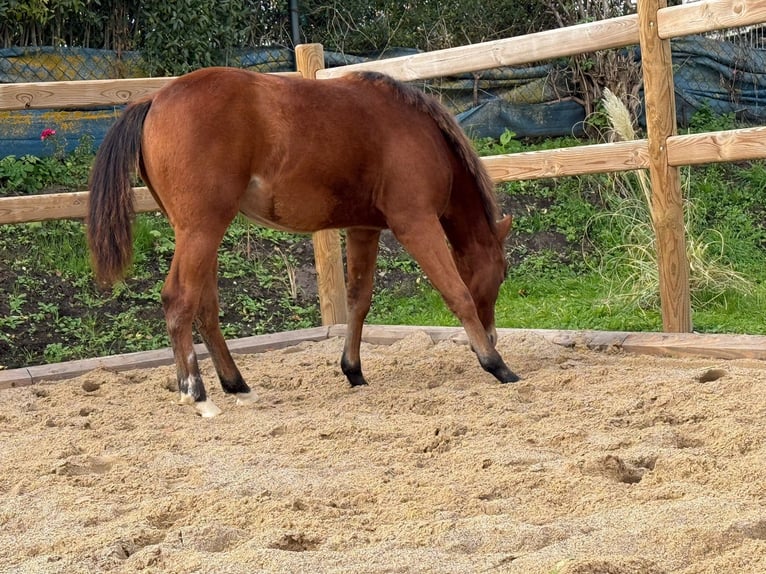 Quarter horse américain Jument Poulain (03/2025) 150 cm Bai in Kindelbr&#xFC;ck