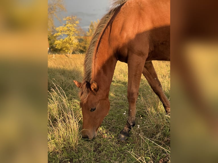 Quarter horse américain Jument Poulain (03/2025) 150 cm Bai in Kindelbrück Quarter horse américain Jument Poulain (03/2025) 150 cm Bai in Kindelbrück