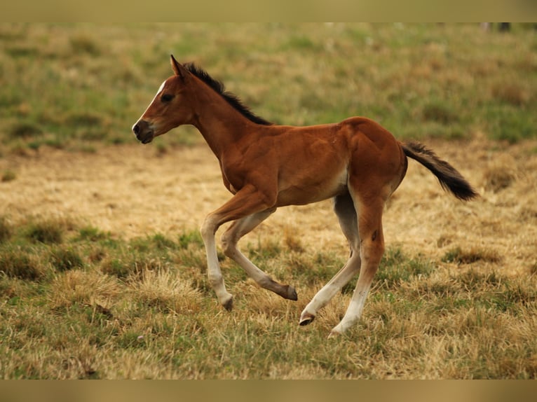 Quarter horse américain Jument Poulain (05/2025) 150 cm Bai in Waldshut-Tiengen