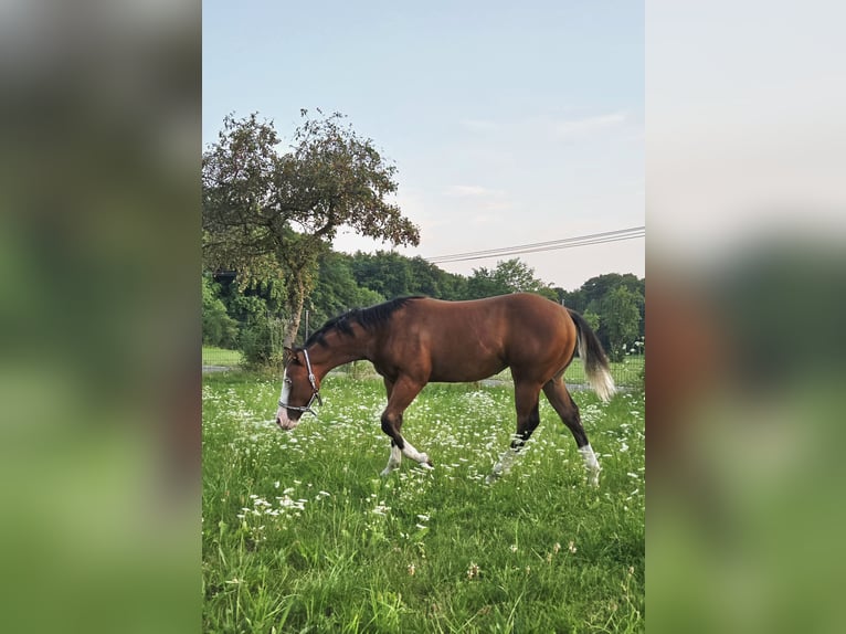 Quarter horse américain Jument Poulain (02/2025) 150 cm Bai in Pottenstein