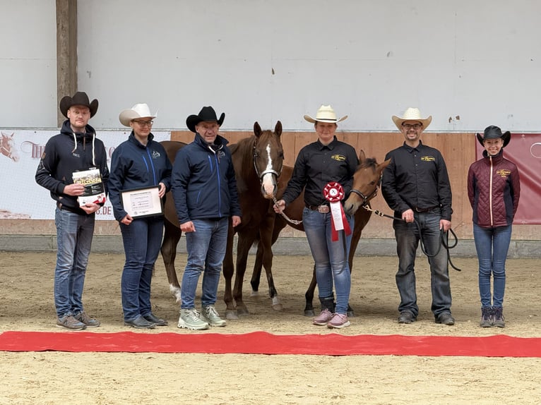Quarter horse américain Jument Poulain (03/2025) 150 cm Bai in Kindelbr&#xFC;ck
