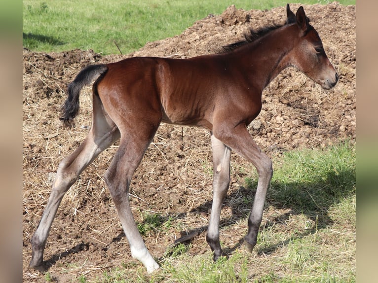 Quarter horse américain Jument  150 cm Bai in M&#xFC;glitztal