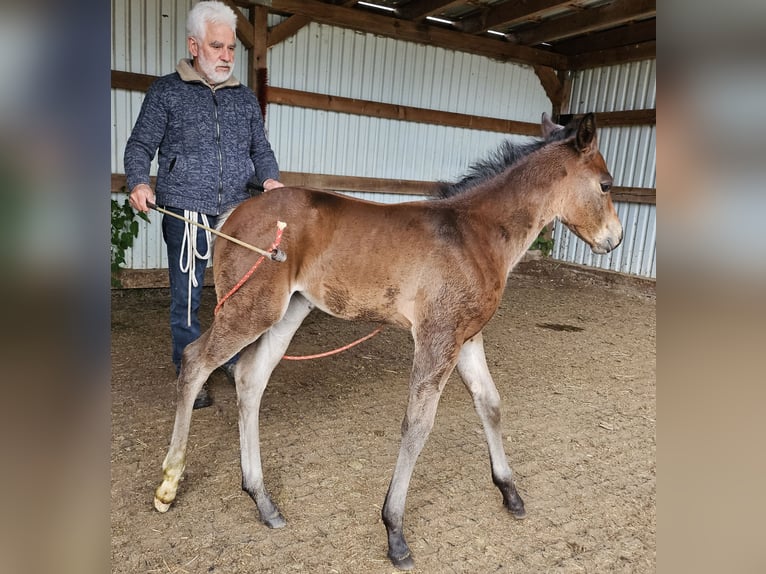 Quarter horse américain Jument  150 cm Bai in M&#xFC;glitztal