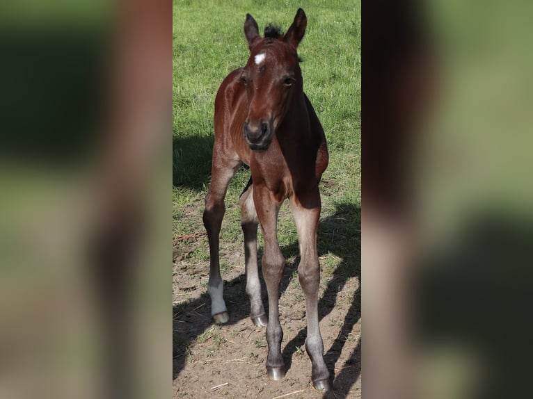 Quarter horse américain Jument  150 cm Bai in M&#xFC;glitztal