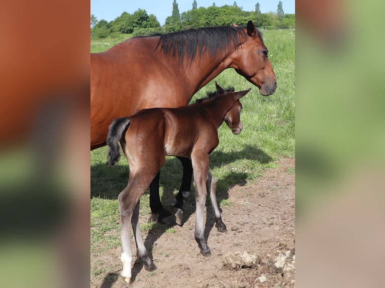 Quarter horse américain Jument  150 cm Bai in M&#xFC;glitztal