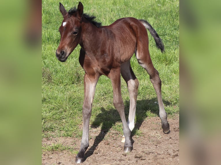 Quarter horse américain Jument  150 cm Bai in M&#xFC;glitztal