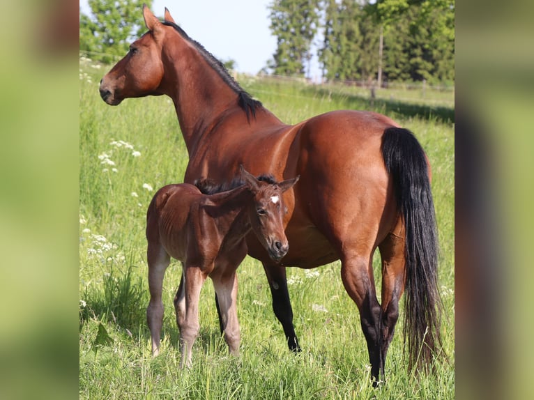 Quarter horse américain Jument  150 cm Bai in M&#xFC;glitztal