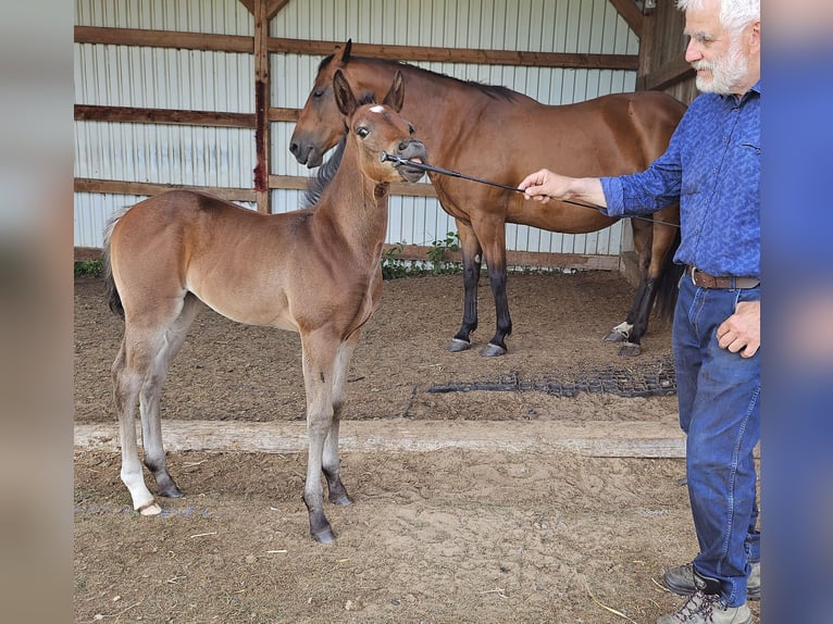 Quarter horse américain Jument  150 cm Bai in M&#xFC;glitztal