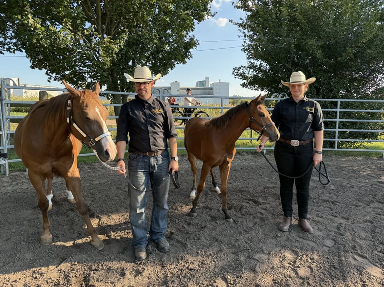 Quarter horse américain Jument Poulain (03/2025) 150 cm Bai in Riethgen