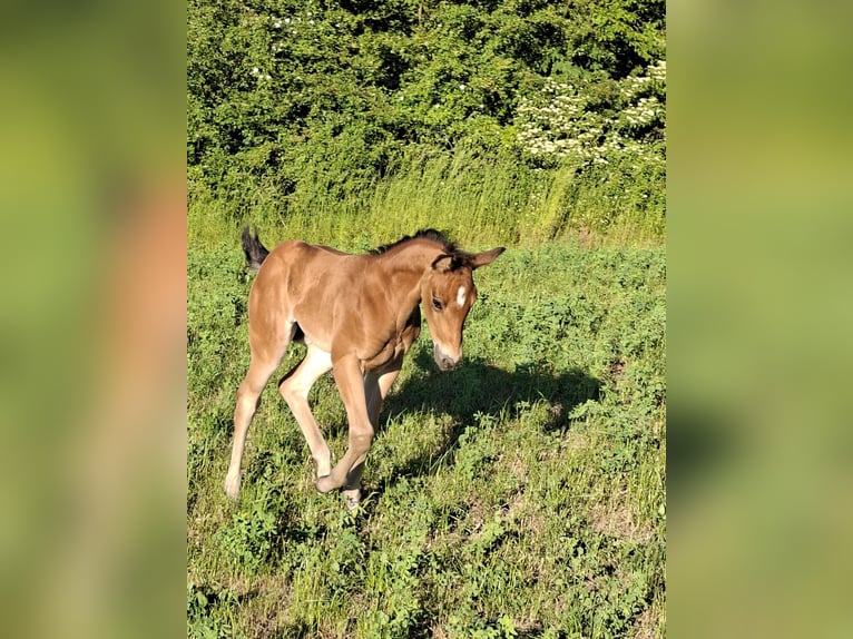 Quarter horse américain Jument Poulain (05/2026) 150 cm Buckskin in Schlüsselfeld