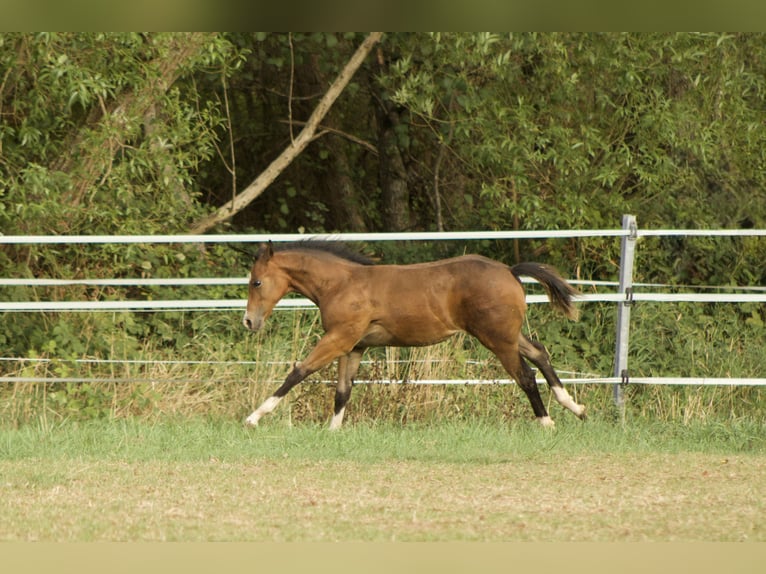Quarter horse américain Jument Poulain (05/2026) 150 cm Buckskin in Illingen