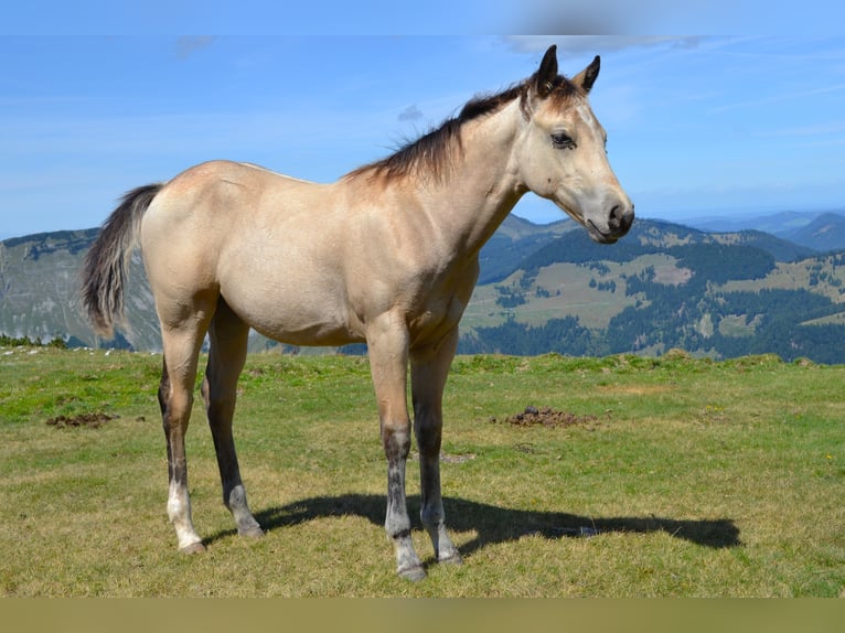 Quarter horse américain Jument Poulain (05/2026) 150 cm Buckskin in Thalgau