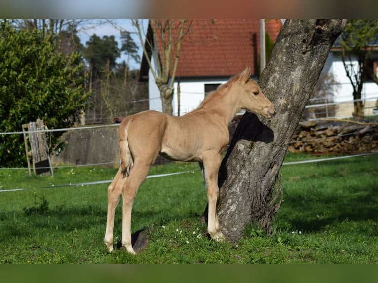 Quarter horse américain Jument Poulain (03/2024) 150 cm Dunalino in Fichtenau