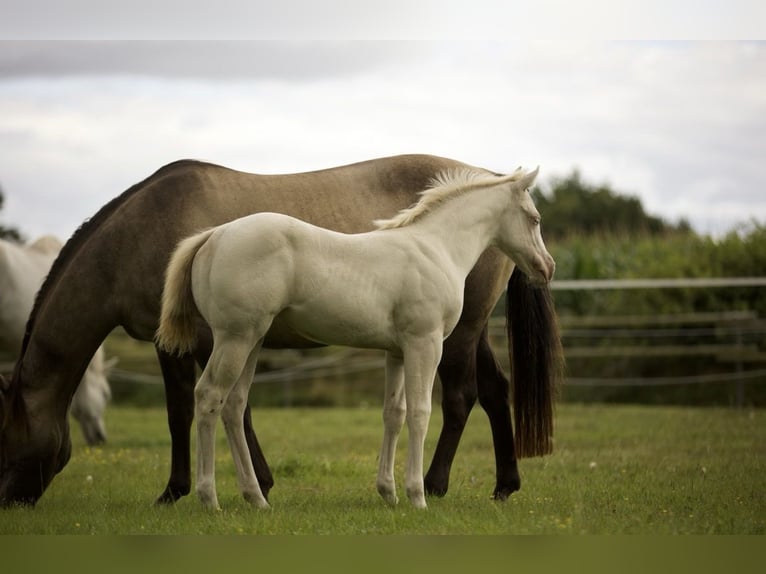 Quarter horse américain Jument Poulain (06/2025) 150 cm Grullo in Alt Duvenstedt