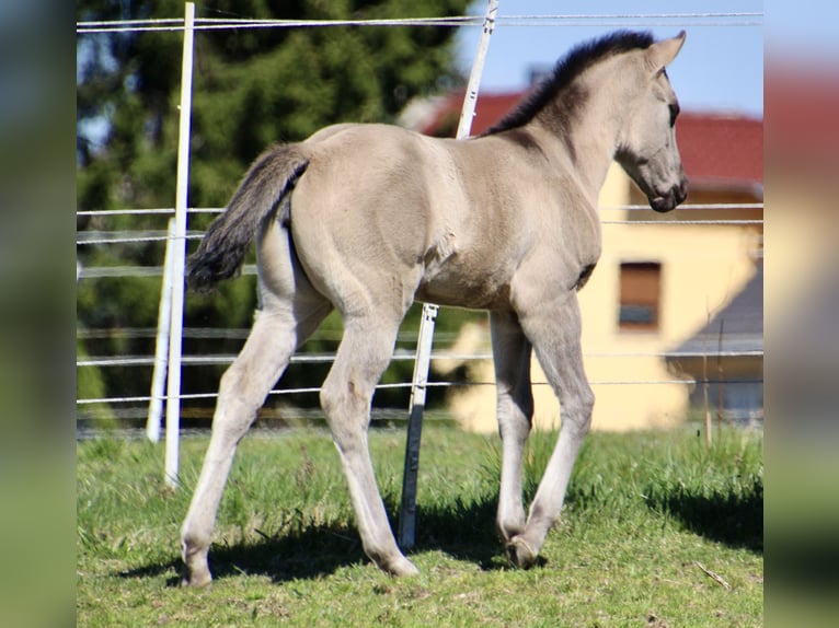 Quarter horse américain Jument Poulain (01/2026) 150 cm Grullo in HohendubrauQuitzdorf am See