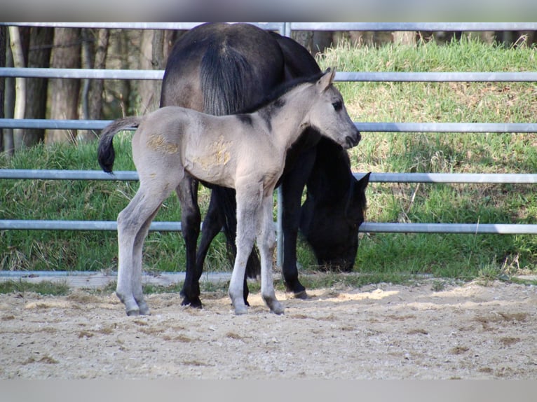 Quarter horse américain Jument Poulain (01/2026) 150 cm Grullo in HohendubrauQuitzdorf am See