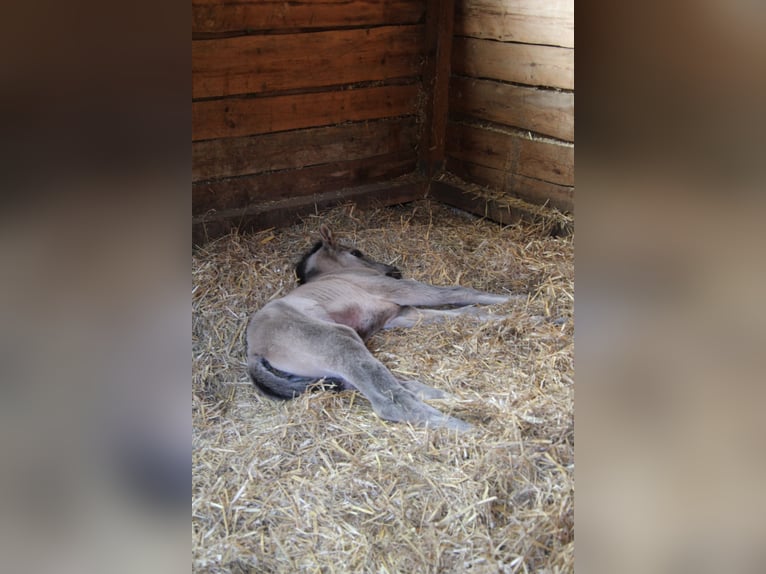 Quarter horse américain Jument Poulain (01/2026) 150 cm Grullo in HohendubrauQuitzdorf am See