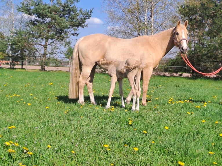Quarter horse américain Jument Poulain (04/2023) 150 cm Palomino in Diepenau