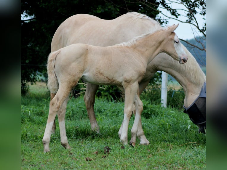 Quarter horse américain Jument Poulain (05/2026) 150 cm Palomino in Stade