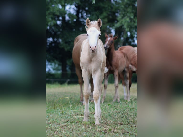 Quarter horse américain Jument Poulain (05/2026) 150 cm Palomino in Stade