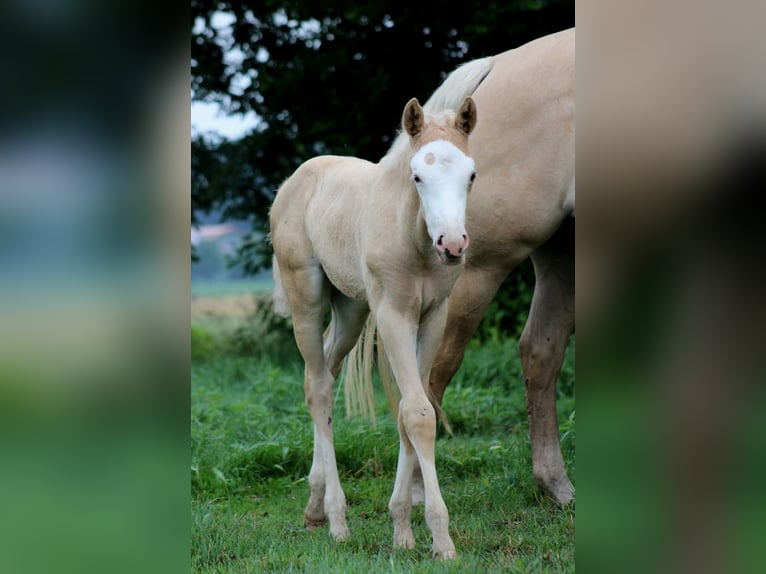 Quarter horse américain Jument Poulain (05/2026) 150 cm Palomino in Stade