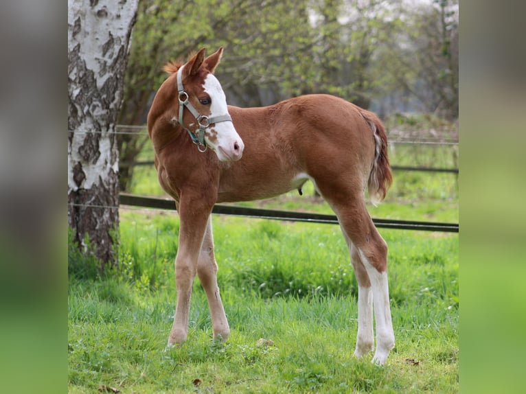 Quarter horse américain Jument Poulain (03/2025) 150 cm in Stade