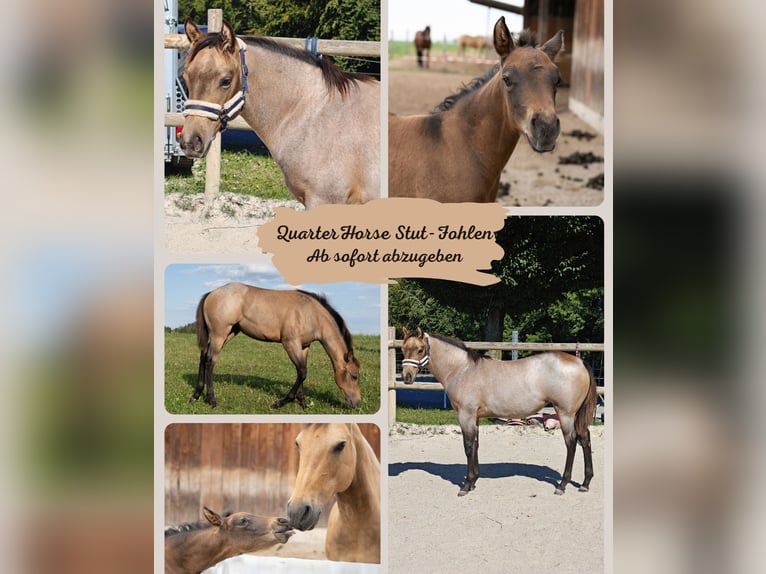Quarter horse américain Jument Poulain (03/2026) 150 cm Roan-Bay in Burgkirchen