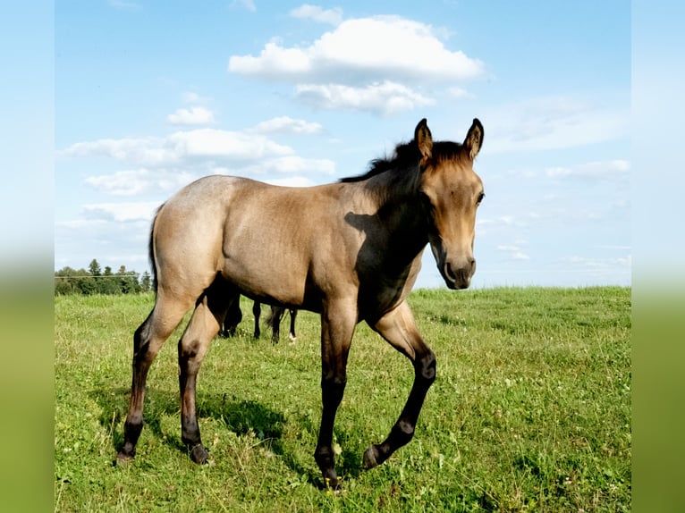 Quarter horse américain Jument Poulain (03/2026) 150 cm Roan-Bay in Burgkirchen