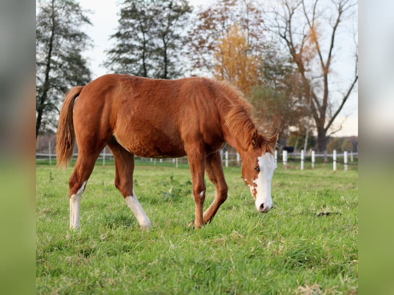 Quarter horse américain Jument Poulain (03/2025) 151 cm Alezan in Stade
