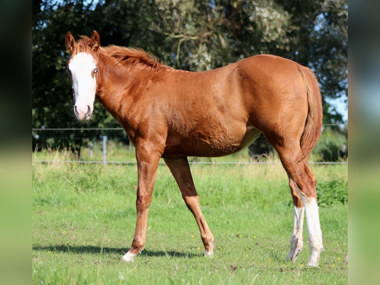 Quarter horse américain Jument Poulain (03/2025) 151 cm Alezan in Stade