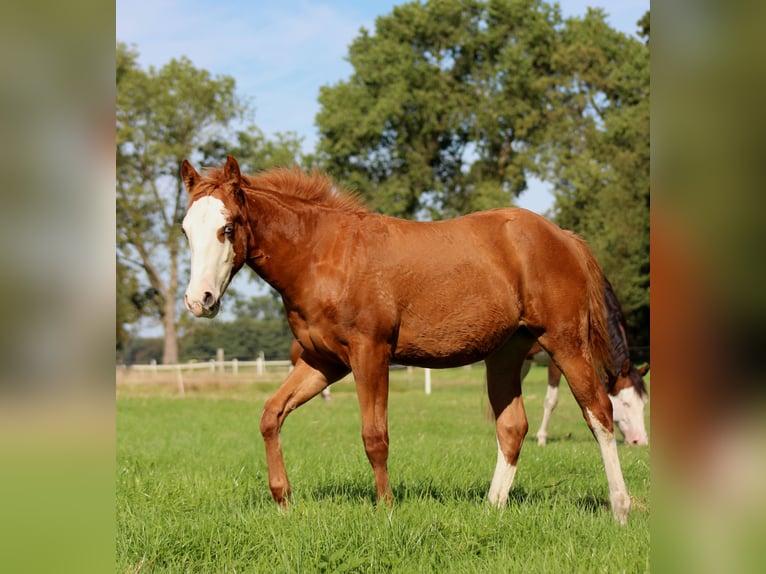 Quarter horse américain Jument Poulain (03/2025) 151 cm Alezan in Stade