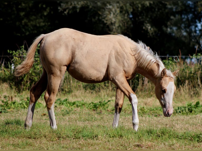 Quarter horse américain Jument Poulain (04/2025) 151 cm Palomino in Stade