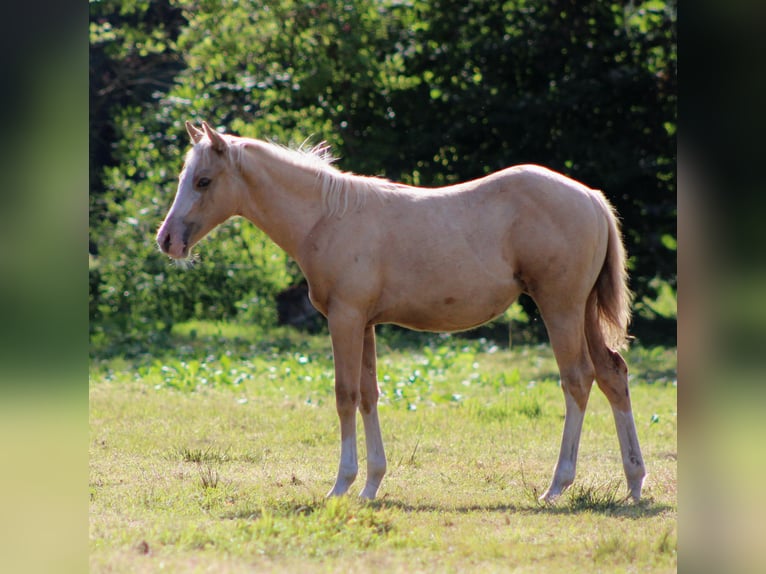 Quarter horse américain Jument Poulain (04/2025) 151 cm Palomino in Stade