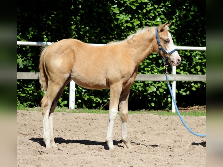 Quarter horse américain Jument  151 cm Palomino in Stade