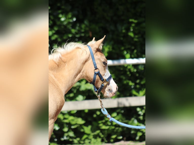 Quarter horse américain Jument  151 cm Palomino in Stade