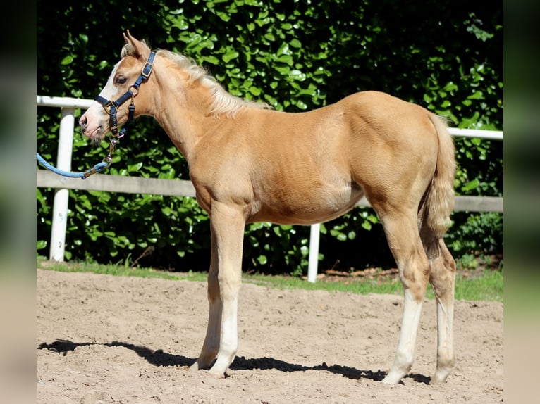 Quarter horse américain Jument  151 cm Palomino in Stade