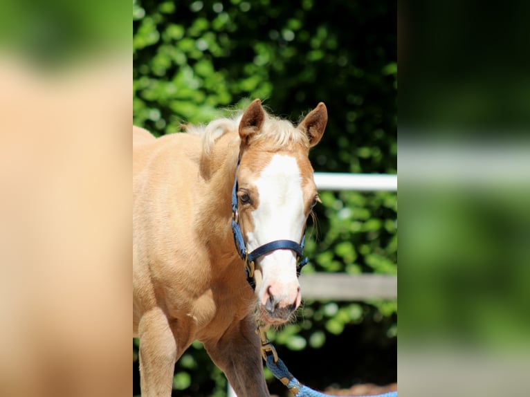 Quarter horse américain Jument  151 cm Palomino in Stade