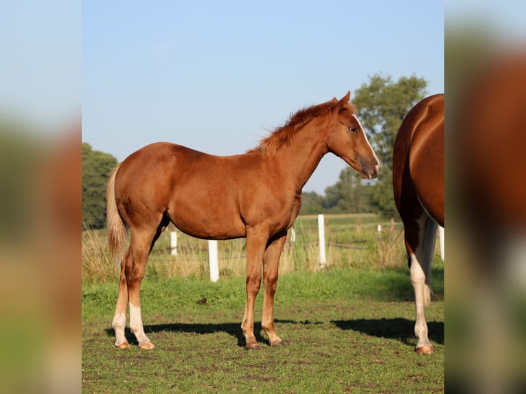 Quarter horse américain Jument Poulain (03/2026) 152 cm Alezan brûlé in Stade