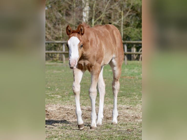 Quarter horse américain Jument Poulain (03/2026) 152 cm Alezan in LauenbrückHelvesiek