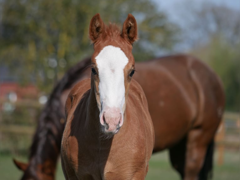 Quarter horse américain Jument Poulain (03/2026) 152 cm Alezan in LauenbrückHelvesiek