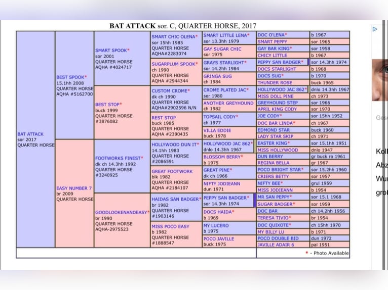Quarter horse américain Jument Poulain (01/2025) 152 cm Alezan in Schönberg