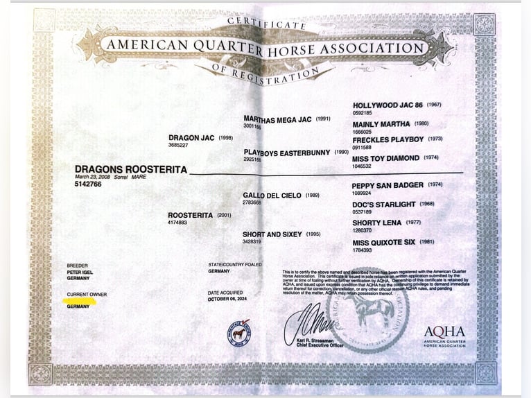 Quarter horse américain Jument Poulain (01/2025) 152 cm Alezan in Schönberg