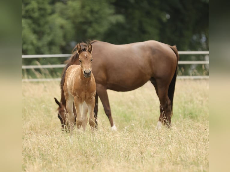 Quarter horse américain Jument Poulain (04/2026) 152 cm Bai in Waldshut-Tiengen