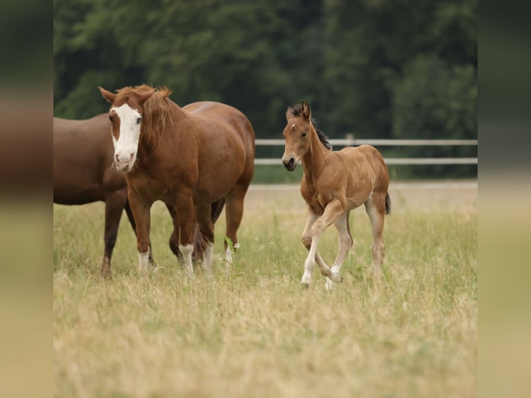 Quarter horse américain Jument Poulain (04/2026) 152 cm Bai in Waldshut-Tiengen
