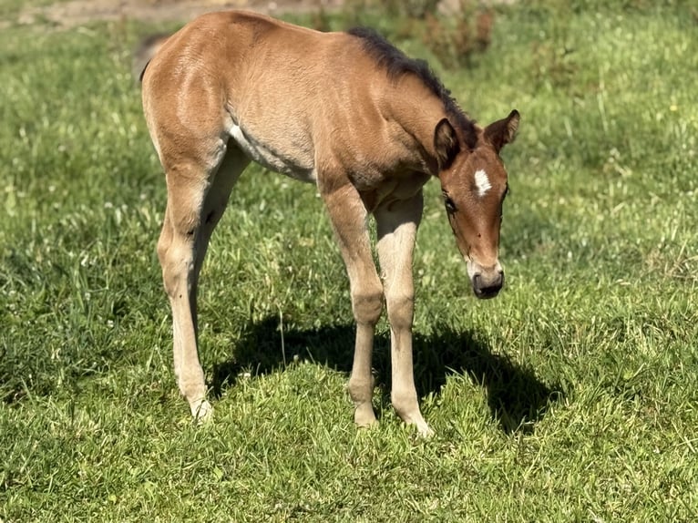 Quarter horse américain Jument  152 cm Bai in Thodure