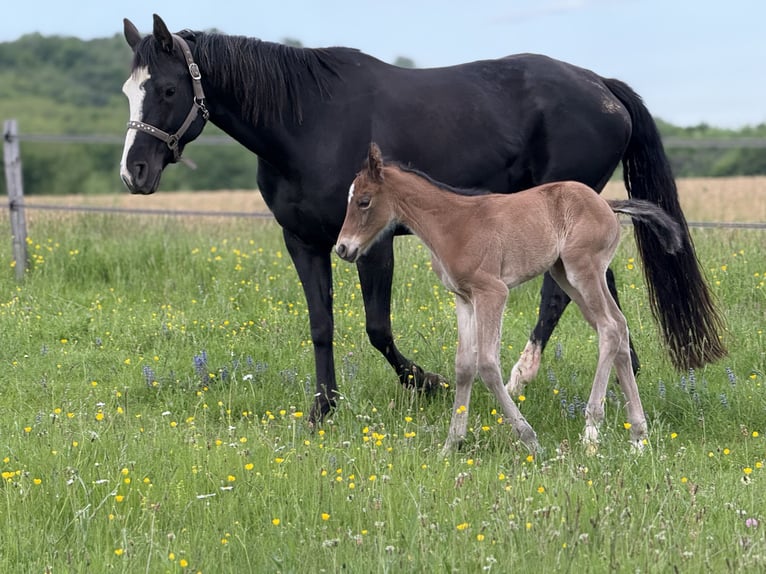 Quarter horse américain Jument  152 cm Bai in Thodure