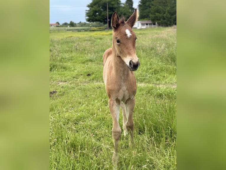 Quarter horse américain Jument  152 cm Bai in Thodure