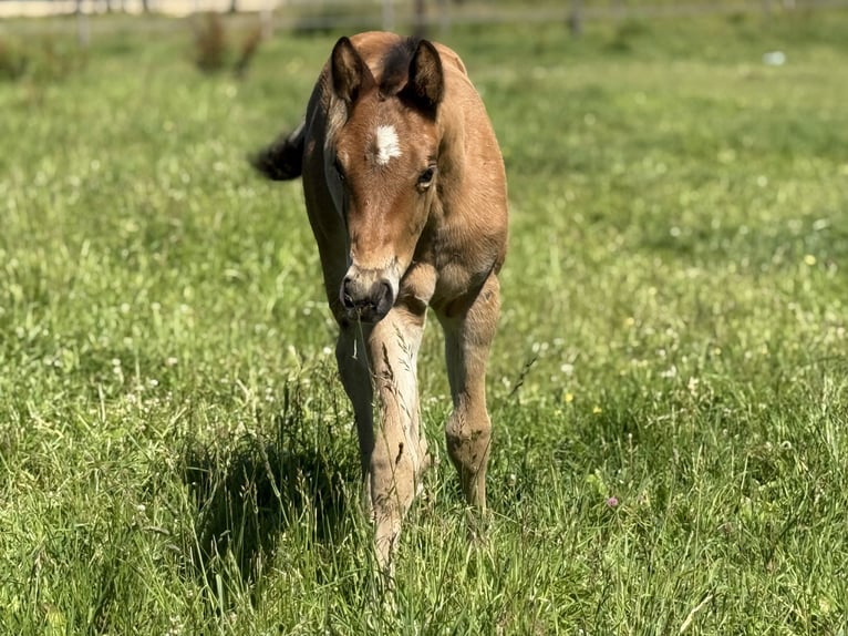 Quarter horse américain Jument  152 cm Bai in Thodure
