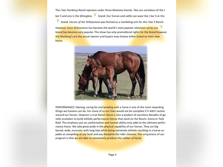 Quarter horse américain Jument Poulain (05/2025) 152 cm Buckskin in Denton, MT