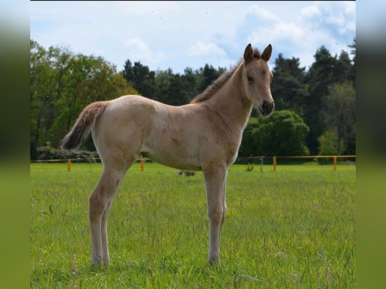 Quarter horse américain Jument Poulain (04/2026) 152 cm Buckskin in Nordhorn